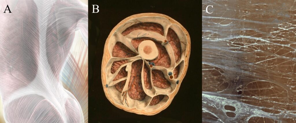 Cette image a pour but de faire comprendre la complexité du fascia macroscopique et microscopique