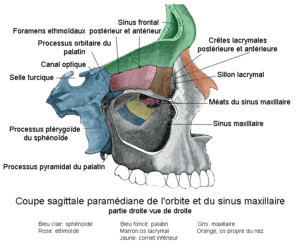 Sinusite traitement ostéopathique